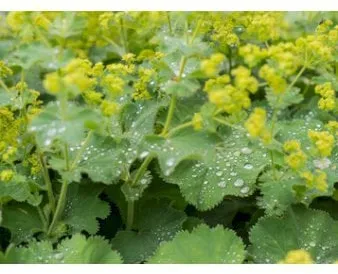 Alchemilla mollis luden